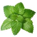 30+ Lemon Balm Herb Seeds (Melissa Officinalis) Home Kitchen Gardening Seeds. 