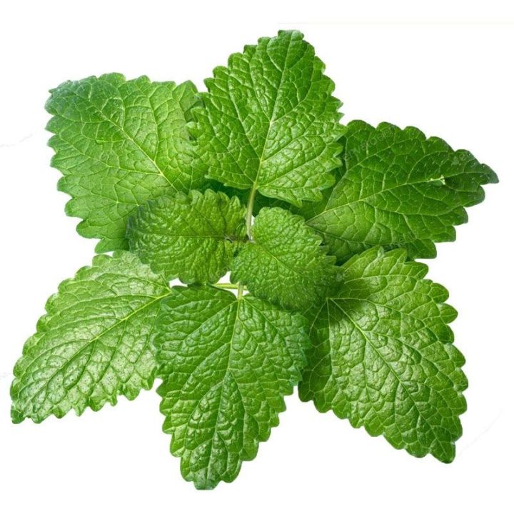 30+ Lemon Balm Herb Seeds (Melissa Officinalis) Home Kitchen Gardening Seeds