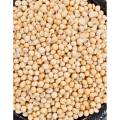 Soybean whole. 