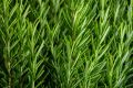 Rosemary Seeds F1 Hybrid. Best Quality, High Germination Rate. 