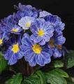 Rare Zebra Blue Primrose. 
