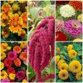 Exclusive Pack- 10 Different Varieties Summer Season Flower Seeds. 