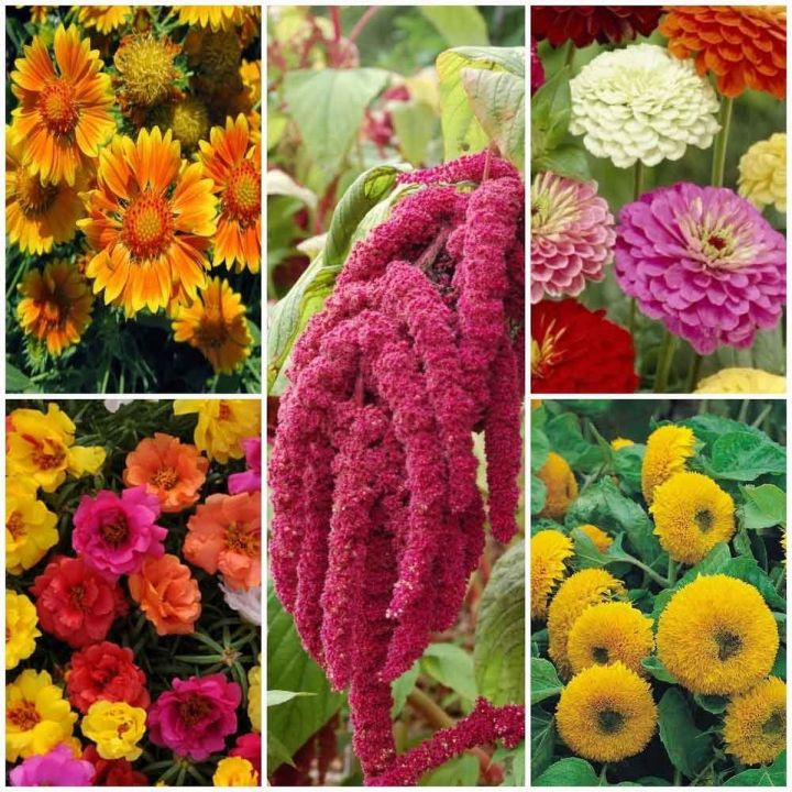 Exclusive Pack- 10 Different Varieties Summer Season Flower Seeds