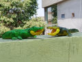 Rubber Alligator Wild Animal Toy for Kids & Boys - Zoo Collection. 