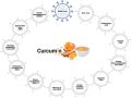 Curcumin Extract with Piperine Extract (Superior Turmeric, Black Pepper Extract) Immune & Joint Support, Maximum Absorption, 100 grams. 