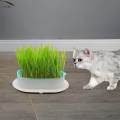 Tray Catnip Cultivation Box Wheatgrass Grower Detachable Pet Cats Grass Growing Cats for Microgreens Home. 