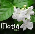 Jasminum Sambac, Motia, Arabian Jasmine - Plant (Best for Seed, Home and Garden). 