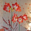 Imported Red Amaryllis Tres Chic Bulb. 
