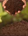 Coco Peat 1 kg Packet Ready For Use Brown Color by More Green. 