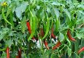 F1 Hybrid Green Chilli Chili Seeds (Sabaz Mirch) Kitchen Gardening Vegetable Premium Quality. 