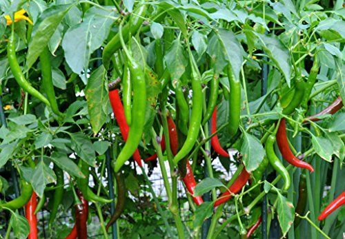 F1 Hybrid Green Chilli Chili Seeds (Sabaz Mirch) Kitchen Gardening Vegetable Premium Quality