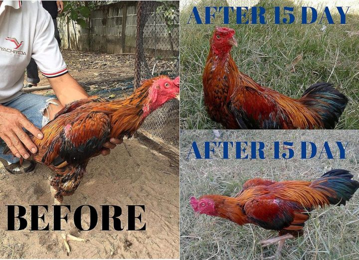 Vitamins%20Health%20Supplement%20Food%20Rooster%20Booster%20Fighting,%20Chicken%20Increasing%20Energy,%20Stronger%20&%20More%20Power%20Body%20Big%20Muscle%20500%20g%20Hen%20Food,%20Pet%20Bird%20Poultry%20Feed%20Fighting%20Gamecocks%20-%20Image%207