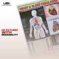 Human Heart and The Blood Circulation System Wall Chart | HD picture Presentation on 200 grams Laminated card 23*36 inches. 