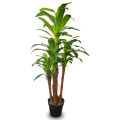 Imported artificial  Dracaena Plant with black Planter. 