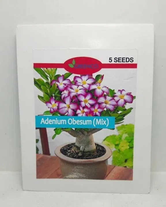 5%20Seeds%20Adenium%20Obesum%20Bonsai%20Branded%20Pack%20Caudex%20Flower%20-%20Image%202