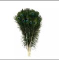 Peacock Feathers. 