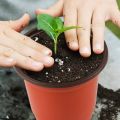 10Pcs Paper Plastic Flowerpot Flower Nursery Pots Garden Seedling Planter Container(DEPTH 3 INCHES-LENGTH 4 INCHES -WIDHT 4 INCHES). 