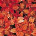 Wizard Sunset coleus Seeds. 