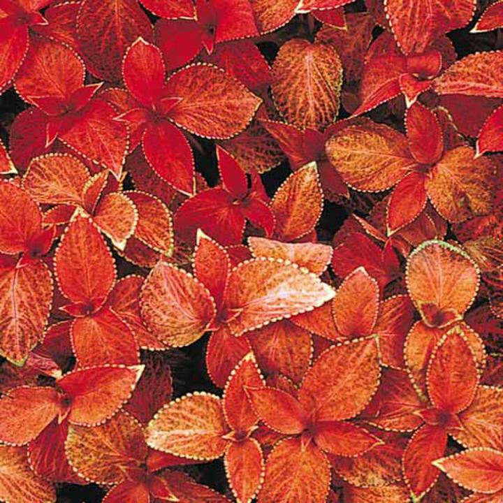 Wizard Sunset coleus Seeds