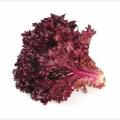 Red Lettuce Desi Open Pollinated Seeds ( 100 seeds) for home gardening. 