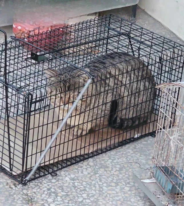 Large%20Cat%20Catching%20Cage%20Reusable%20Animal%20-%20Image%202