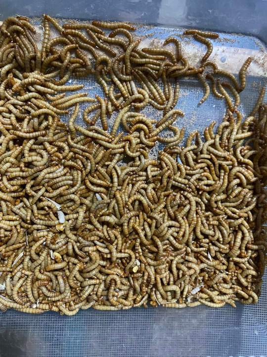 50g%20Dry%20Mealworms%20%7C%20Premium%20Quality%20Organic%20dried%20mealworms%20%7C%20Pet%20food%20%7C%20Rich%20source%20of%20Protein%20for%20Fishes,%20Birds,%20Chickens,%20Reptiles%20like%20Tortoise%20&%20Turtle%20and%20other%20small%20pets%20-%20Image%204
