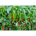 F1 Hybrid Green Chilli Chili Seeds (Sabaz Mirch) Kitchen Gardening Vegetable Premium Quality. 