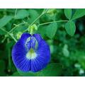 Butterfly pea flower seeds (CREEPER) BY HK DEALER. 