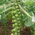 Brussel Sprout Seed Imported Vegetable seed with best result. 