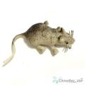 Rubber mouse Toy for Kids (pranking toys) (toys)(khelone)(Chuha). 