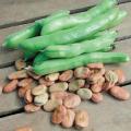 Bean Seeds (Fava) - Broad  15gm. 