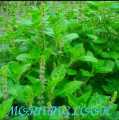 VANA TULSI as WILD TULSI Seeds From HIMALAYAS Lucky MEDICATION Plant With ANTI AGING WEIGHT LOSS HEALTHY HAIR ACNE SKIN PORES REDUCE URIC ACID CLEANSE KIDNEYS RELAX FROM STRESS REDUCE CHOLISTROL ULCERS MOUTH INFECTION INCREASE POSITIVE ENERGY BAD BREATH. 