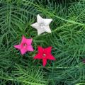Cypress (Ipomoea quamoclit) Creeper Mix Colour Spring Summer Season Flower Seeds. 