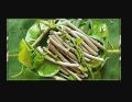 Giloy Plant |Best for Seed Garden & Home Decoration|. 