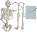 Lab/Medical 85cm Human Body Skeleton Model with Inter vertebral Disc Nerve Laboratory Ornament Anatomy decoration Family. 