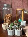 Mini cactus real plants in pots, rooted succulent plants in soil and assorted pots. 