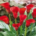 Red Calla Lily Flower Seeds. 