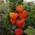 100pcs High Germination Red Lantern Fruits Seeds Easy To Grow In Malaysia Delicious Physalis Fruit Seeds for Planting Organic Cape Gooseberry Benih Pokok Buah Air Plant Seeds Bonsai Tree Live Plant Real Plant Flower Seeds Vegetable Fruits Plant Seeds. 