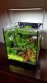 1.5Ft Planted aquarium. 