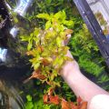 Ludwigia Repens Live Aquarium Plants / Low Tech Plants/ Aquatic plants. 