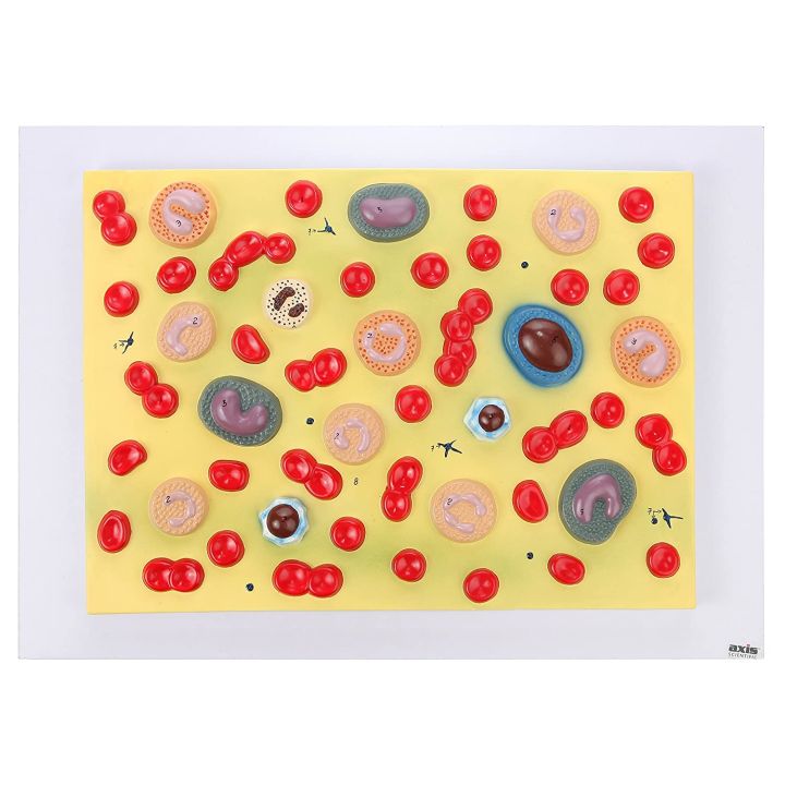 Anatomy Model of Human Red Blood Cells  Model is Enlarged to Show Cellular Detail of Plasma, Platelets, Granulocytes, and Monocytes