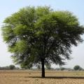 Desi Kikar - Vachellia Nilotica Acacia - Babool Tree Seeds. 