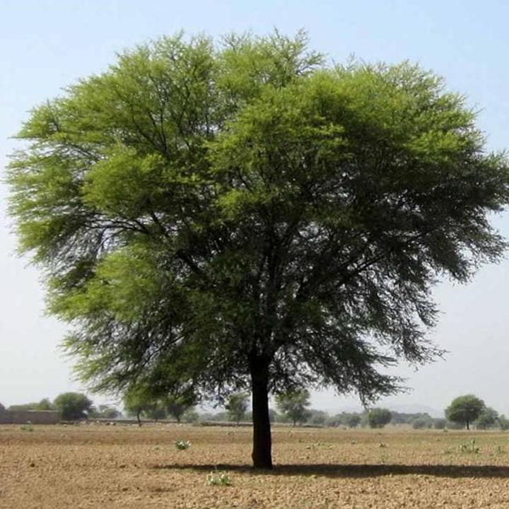 Desi Kikar - Vachellia Nilotica Acacia - Babool Tree Seeds
