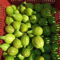Apple Gourd/Round Gourd Seeds  (Tindion Ke Beej)(ٹینڈیوں کا بیج)Hybrid/Germinated/Best Quality/Fast growing/Excellent Germination/High Quality/Healthy Vegetable Seeds/Vegetable/Home/Kitchen/Gardening seeds/beej/Vegetables Seeds Packet. 