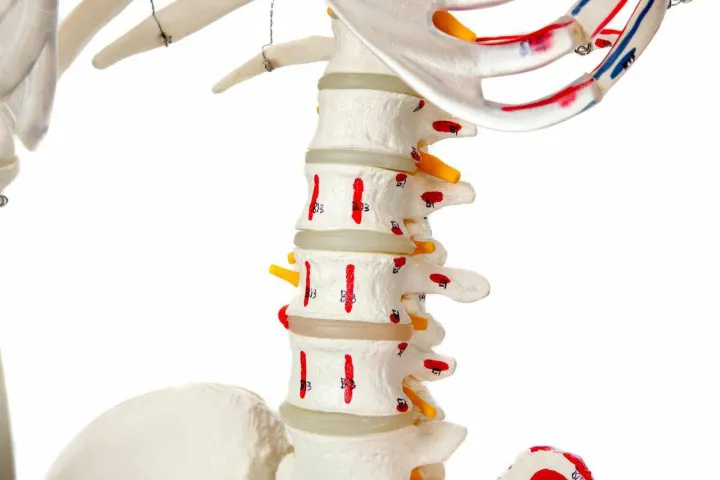 Muscle%20Painted%20and%20Numbered%20Human%20Skeleton%20Anatomy%20Model%20%7C%20Human%20Skeleton%20Model%20180cm%20Tall%20%7C%20Skeleton%20Teaching%20Model%20-%20Image%204