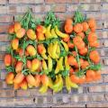 Excellent Quality -Artificial Fruit Best for home and kitchen decoration use- Multi color. 