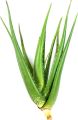 Aloevera Rooted Live Plant Without Pot | Fresh & Healthy Antibacterial Mini Plant. 