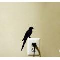 Modern Parrot Wall switch decor. 