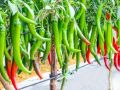 F1 Hybrid Green Chilli Chili Seeds (Sabaz Mirch) Kitchen Gardening Vegetable Premium Quality. 