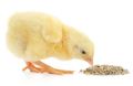 Poultry feed Sindh  feed for chicks zero size 500 grams (0 number) for chicks quails and ducklings chuzzon ki feed. 